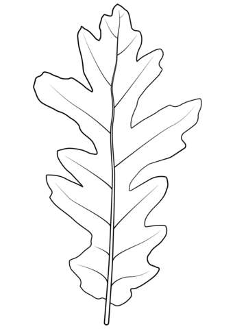 Turkey Oak Leaf Coloring Page